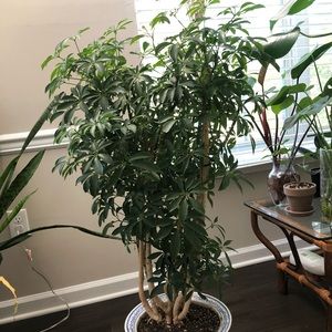 Indoor Schefflera Actinophylla (umbrella tree)